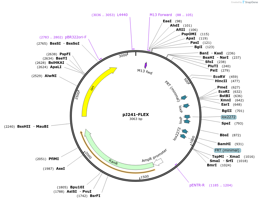 18925-plasmid-map-sequence-id-129518