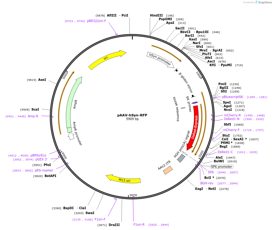 22907-plasmid-map-sequence-id-129530