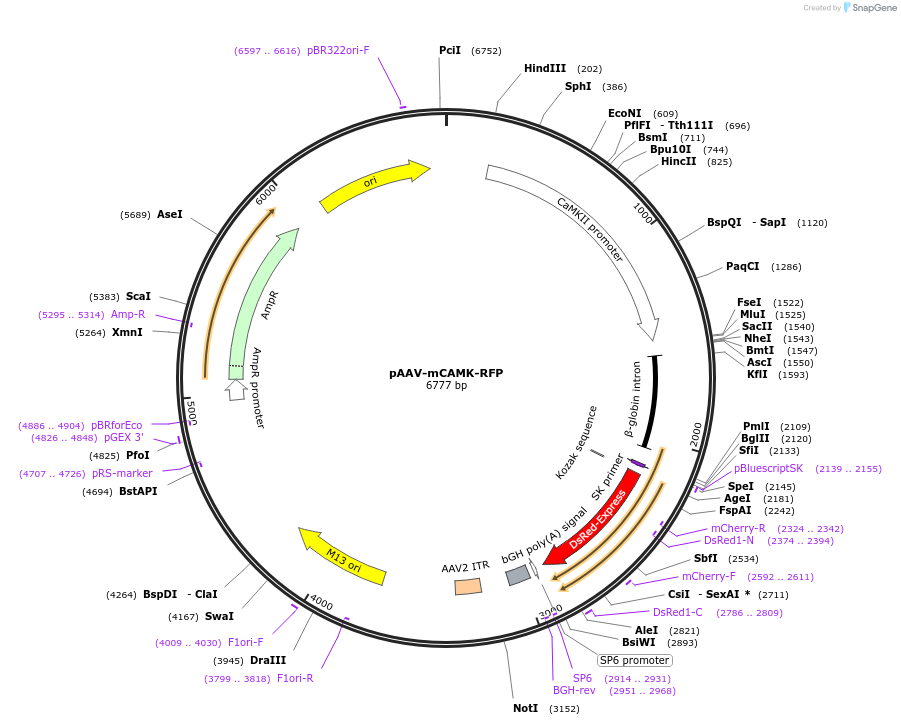 22908-plasmid-map-sequence-id-129533