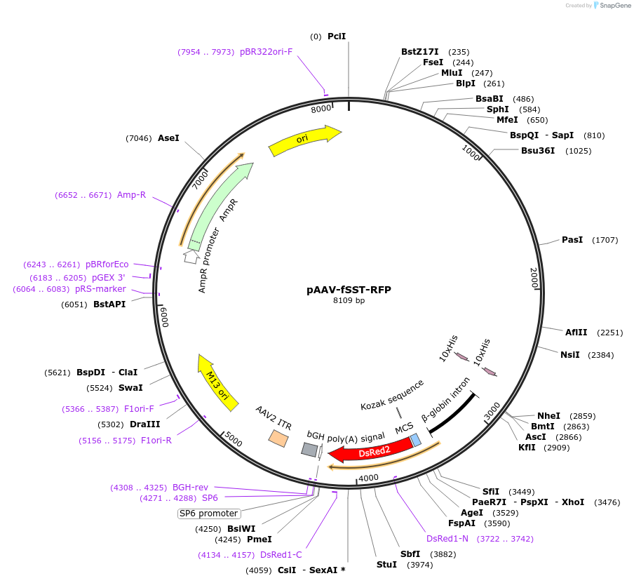 22913-plasmid-map-sequence-id-129549