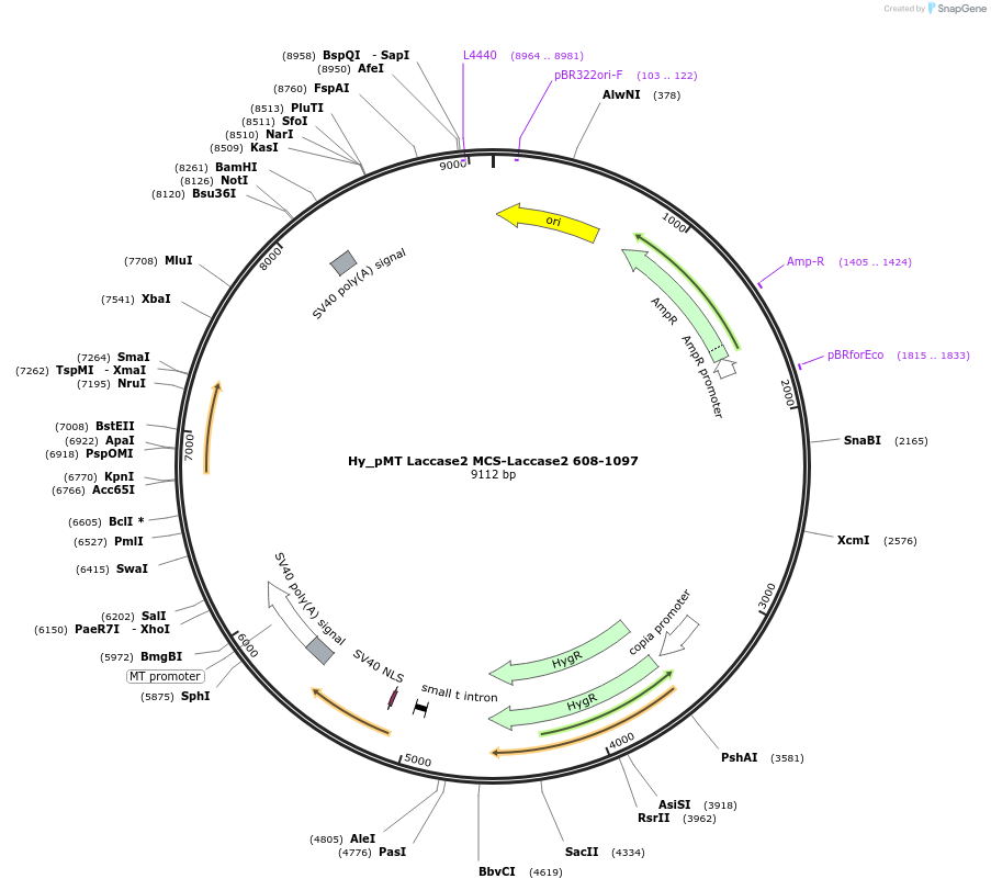 69890-plasmid-map-sequence-id-129557