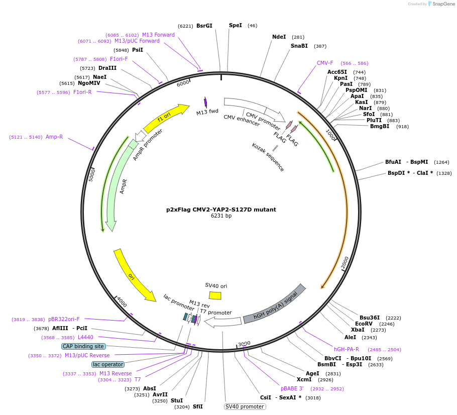 19051-plasmid-map-sequence-id-129561