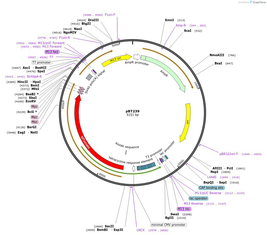 27494-plasmid-map-sequence-id-12961