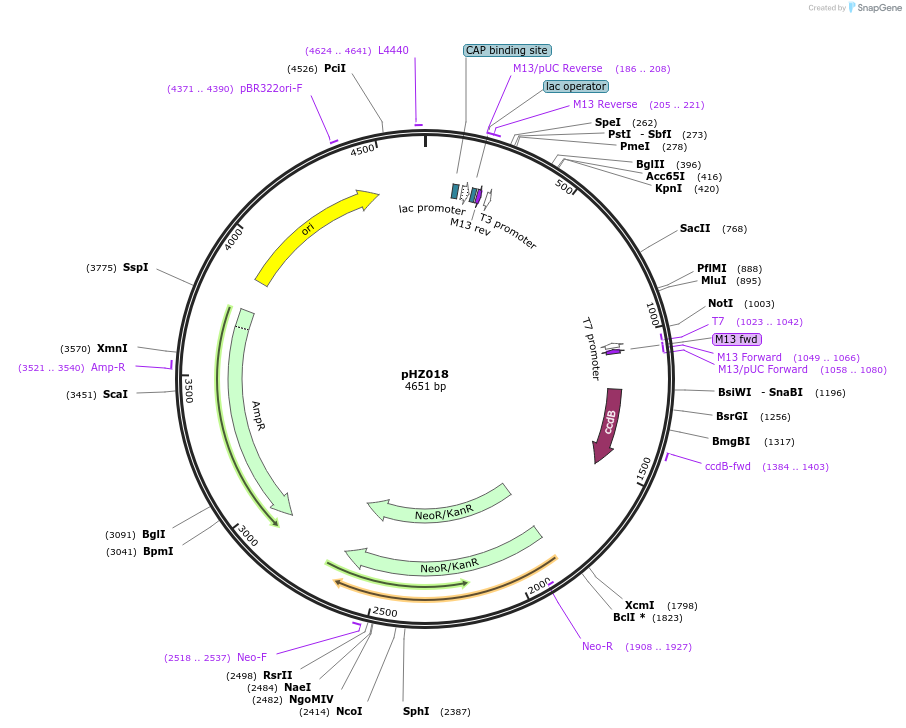 27504-plasmid-map-sequence-id-12962