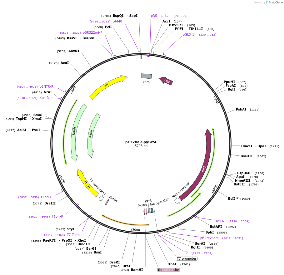 51139-plasmid-map-sequence-id-129620