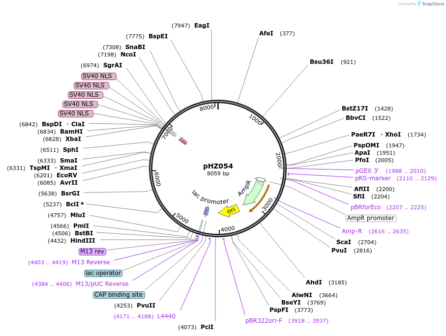 27505-plasmid-map-sequence-id-12963