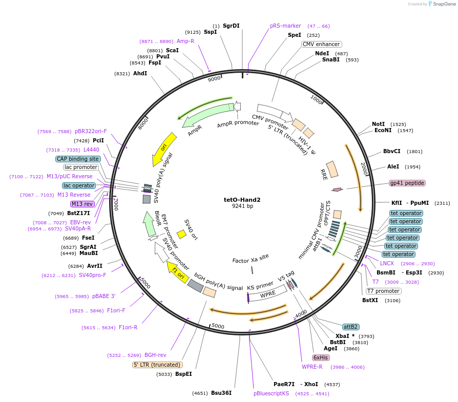 46028-plasmid-map-sequence-id-129642