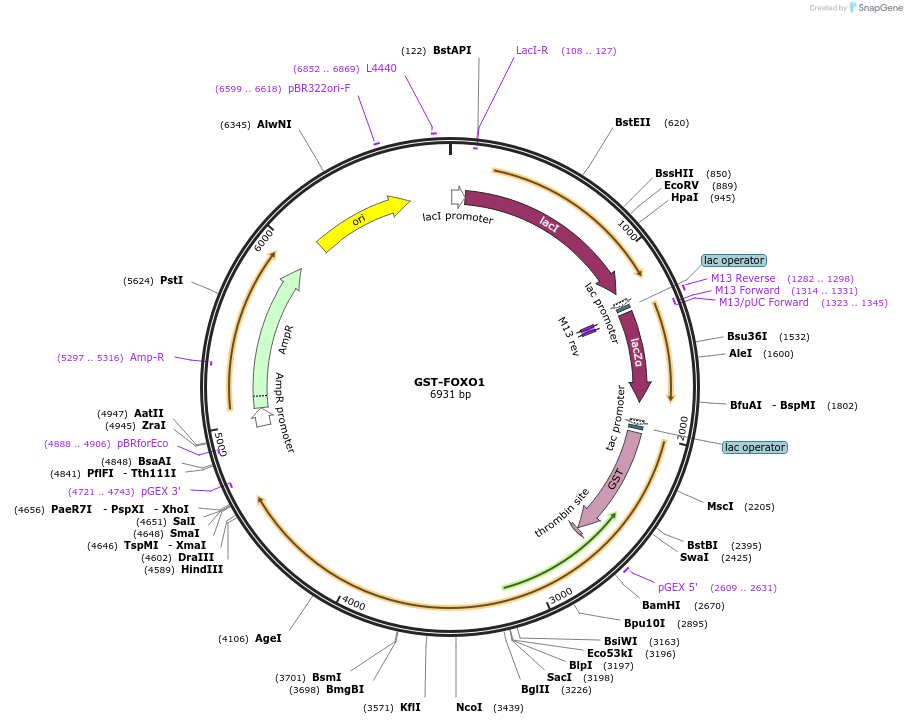 24379-plasmid-map-sequence-id-129643