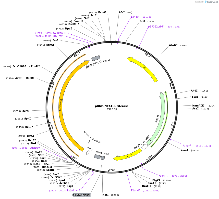 24956-plasmid-map-sequence-id-129647