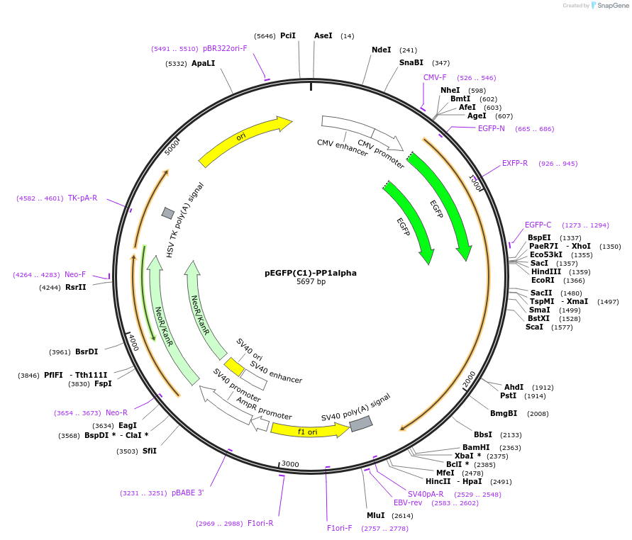 44224-plasmid-map-sequence-id-129648