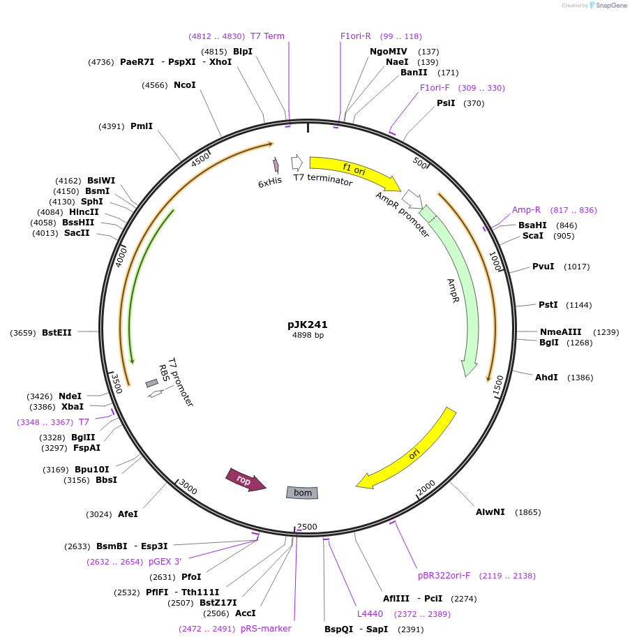 71693-plasmid-map-sequence-id-129669