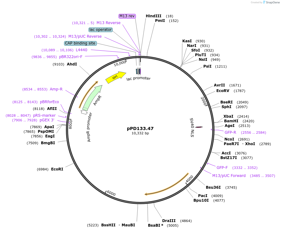 27510-plasmid-map-sequence-id-12968