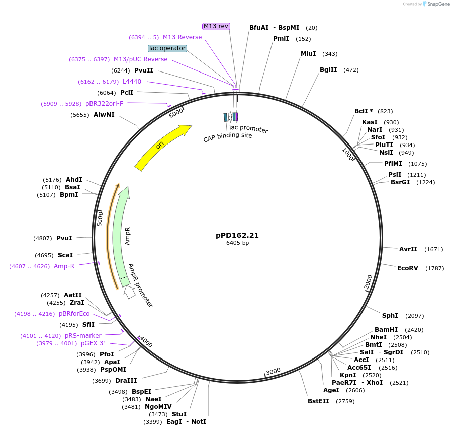 27511-plasmid-map-sequence-id-12969