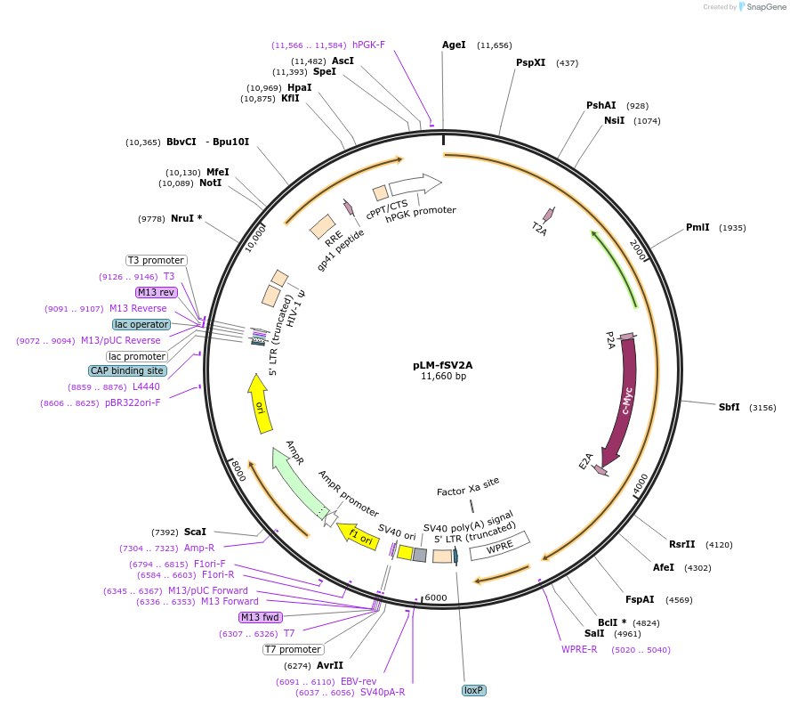 27512-plasmid-map-sequence-id-12970
