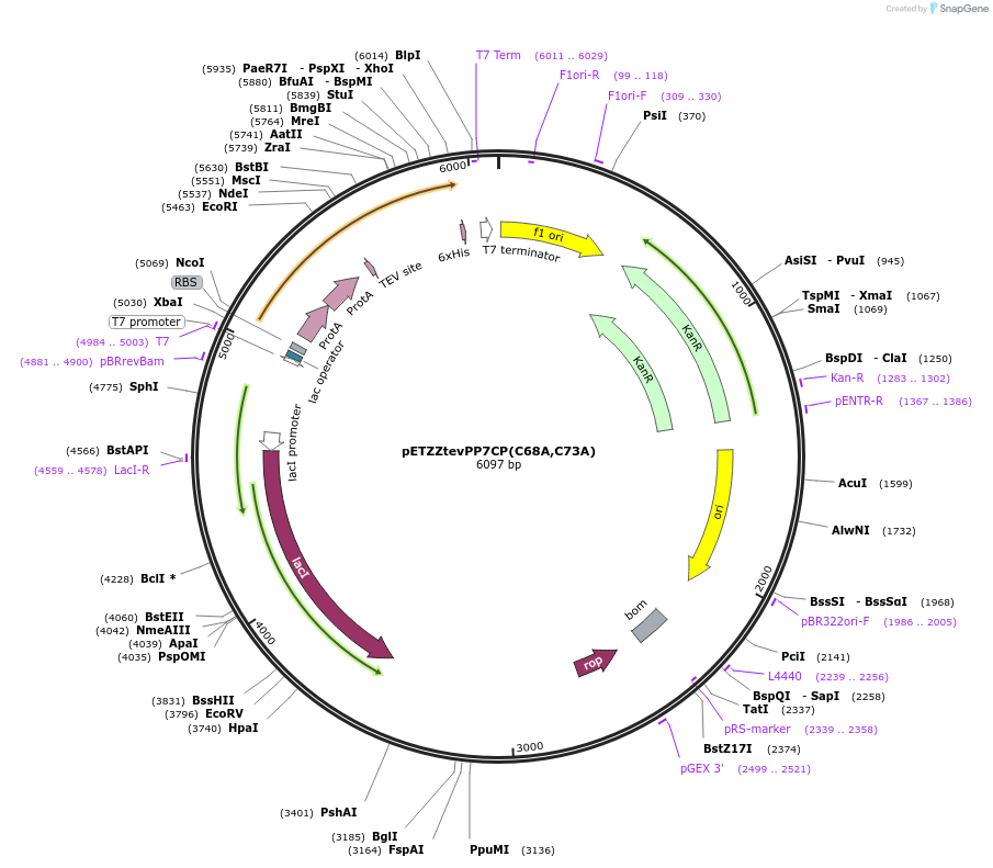 27548-plasmid-map-sequence-id-12972