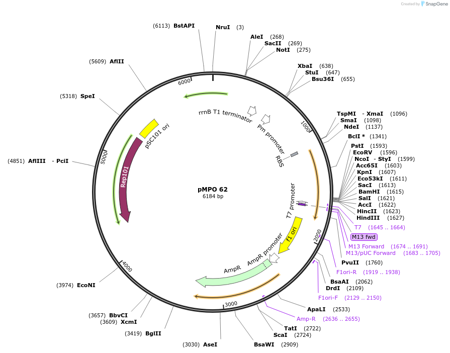 69870-plasmid-map-sequence-id-129741