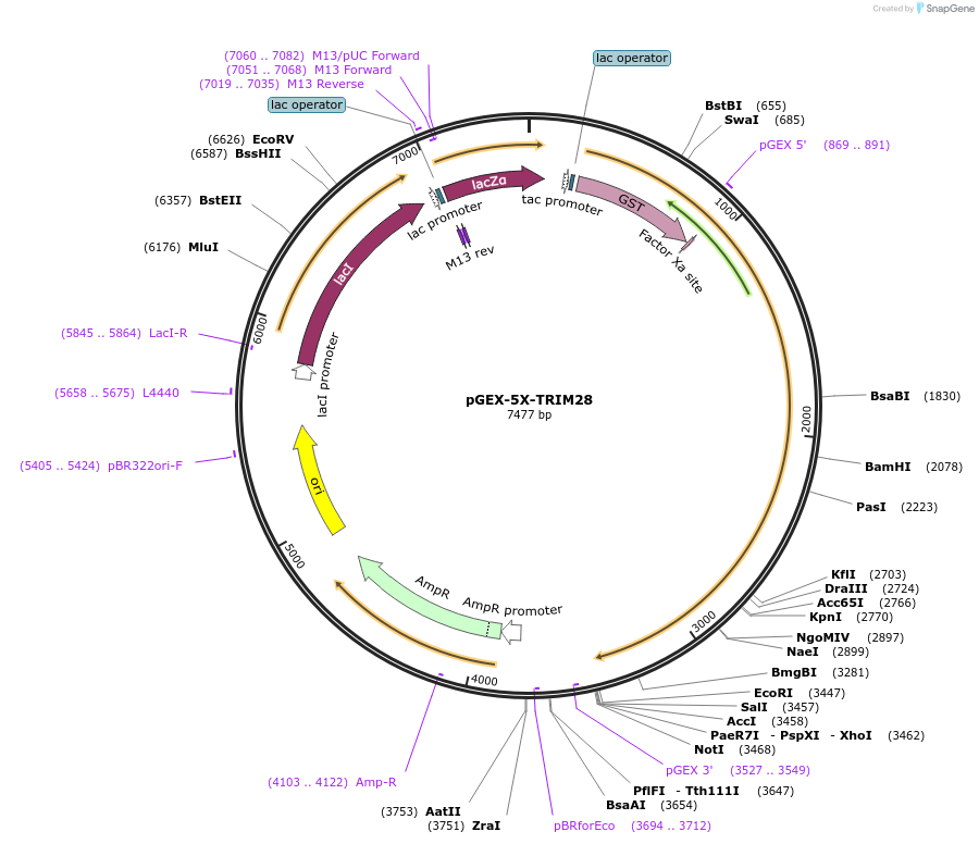 45570-plasmid-map-sequence-id-129744