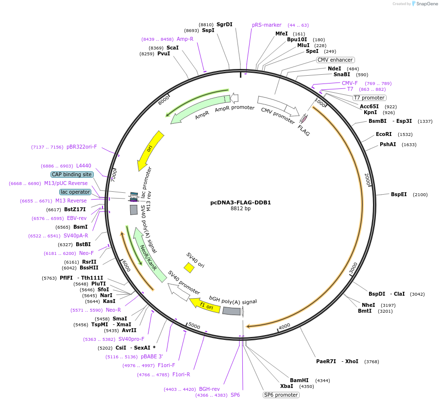 19918-plasmid-map-sequence-id-129749