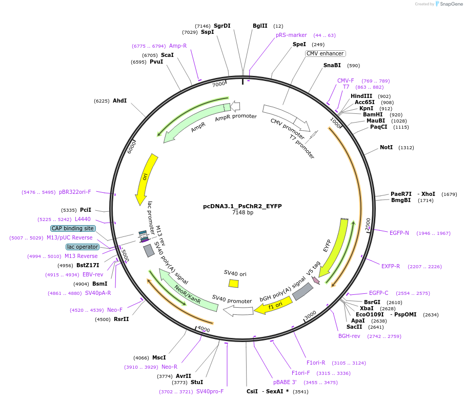 69057-plasmid-map-sequence-id-129768