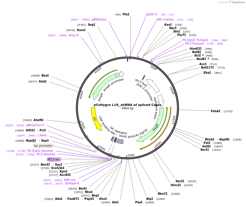 71389-plasmid-map-sequence-id-129772