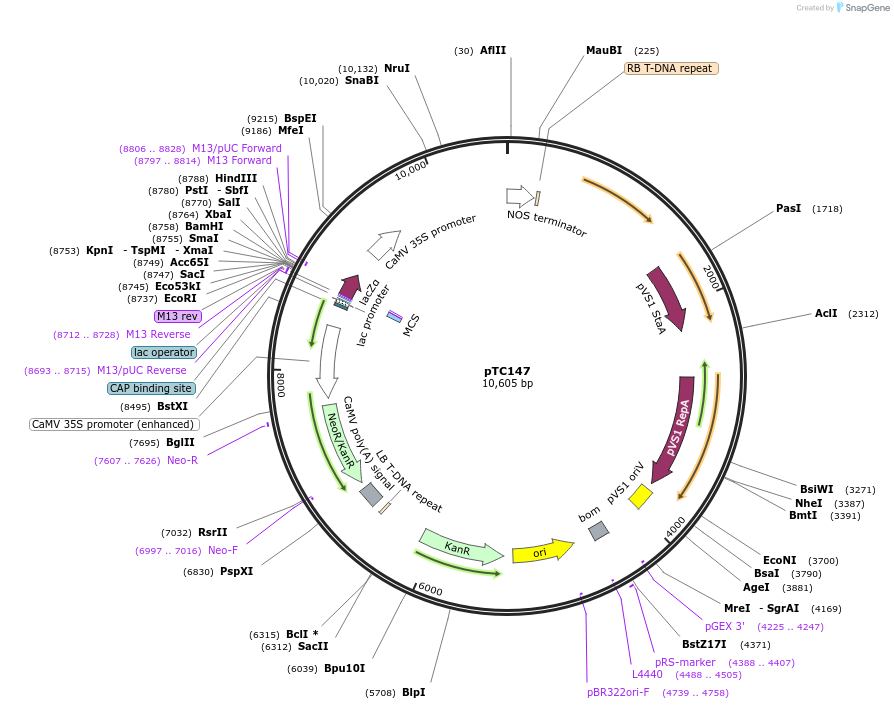 70013-plasmid-map-sequence-id-129783