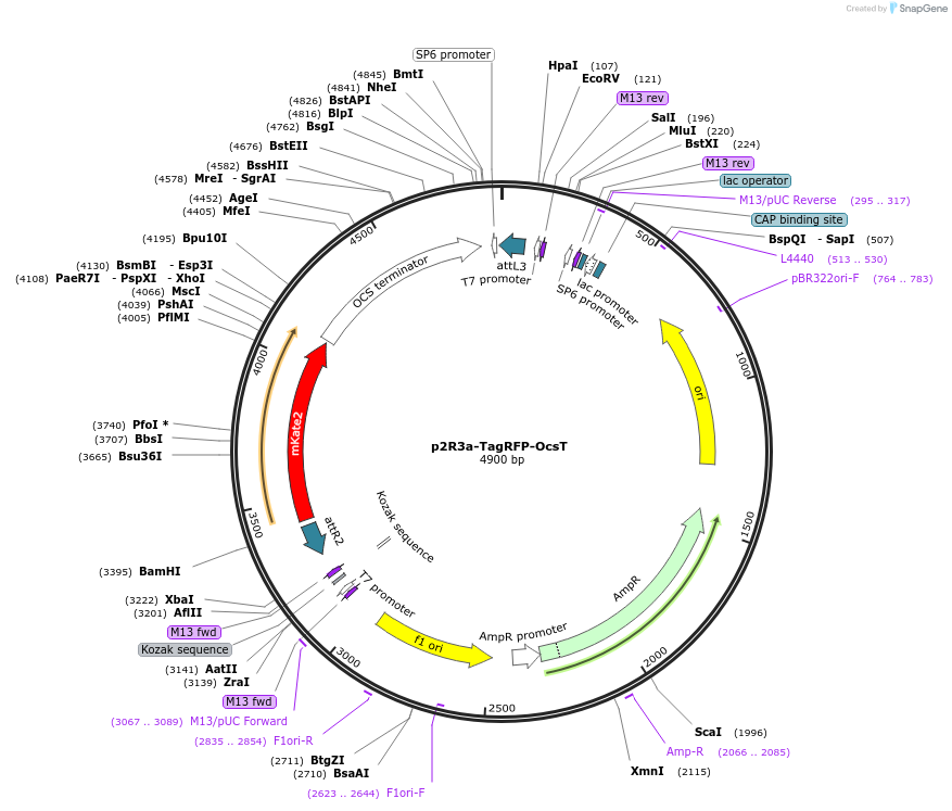 71270-plasmid-map-sequence-id-129814