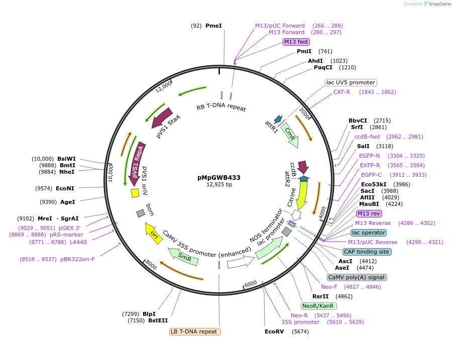 68698-plasmid-map-sequence-id-129833