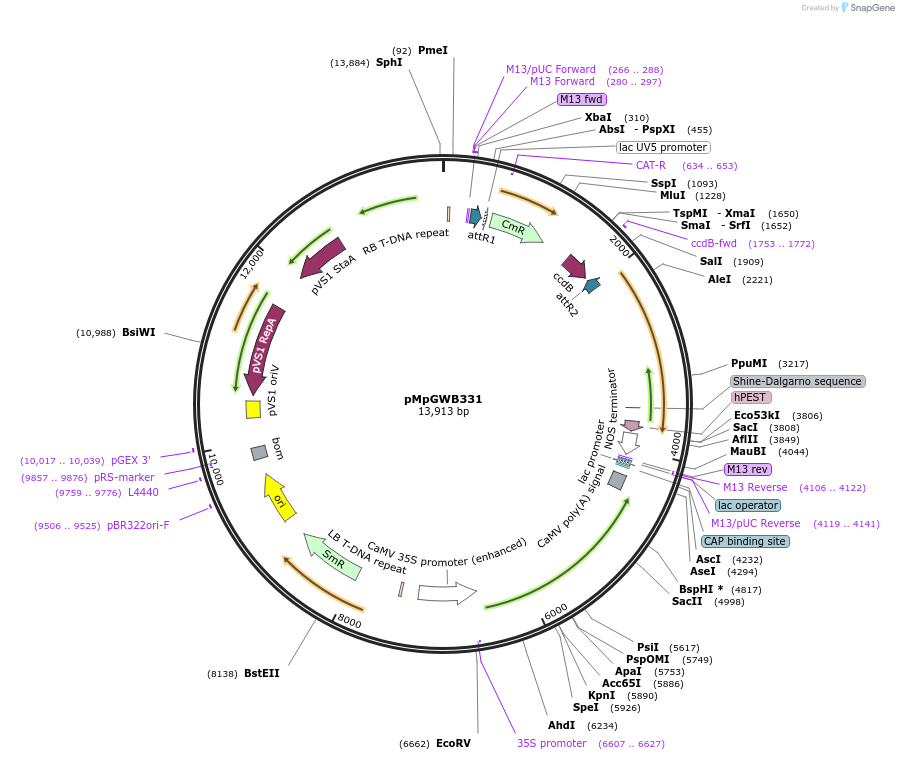 68659-plasmid-map-sequence-id-129837
