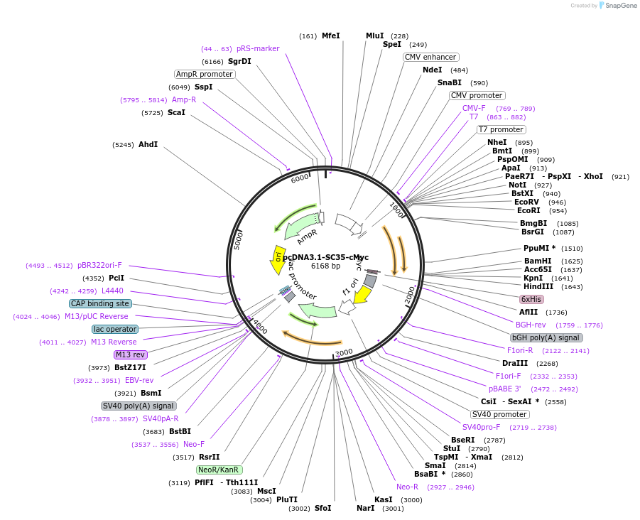 44721-plasmid-map-sequence-id-129858