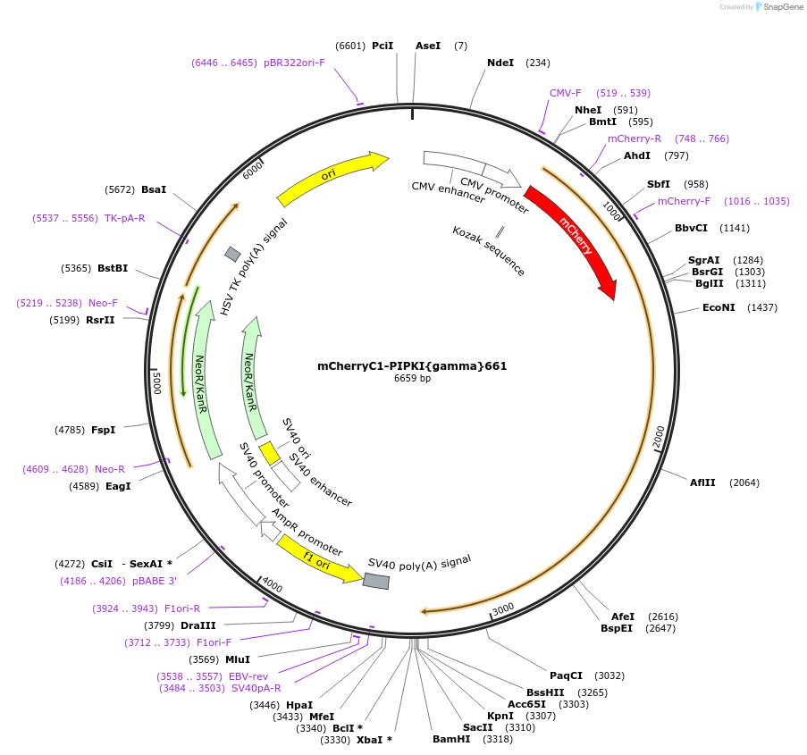 29584-plasmid-map-sequence-id-12988
