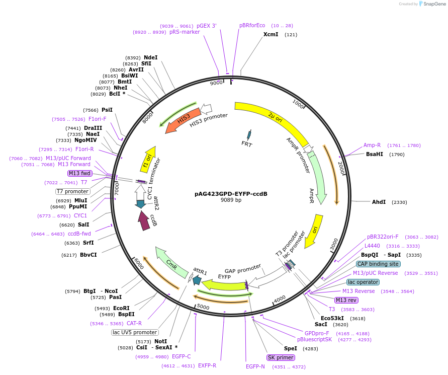 14342-plasmid-map-sequence-id-130051