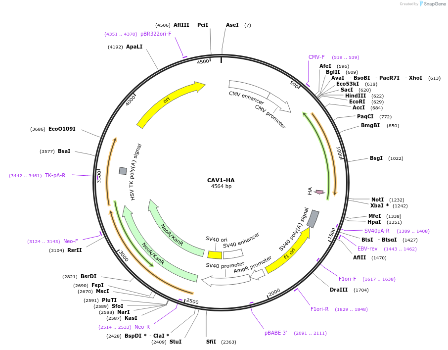 27703-plasmid-map-sequence-id-13007