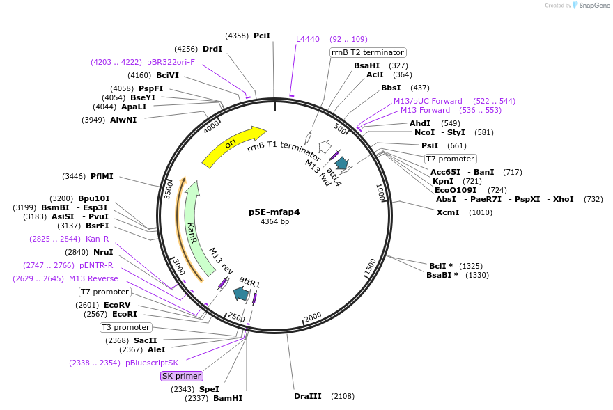 70052-plasmid-map-sequence-id-130081