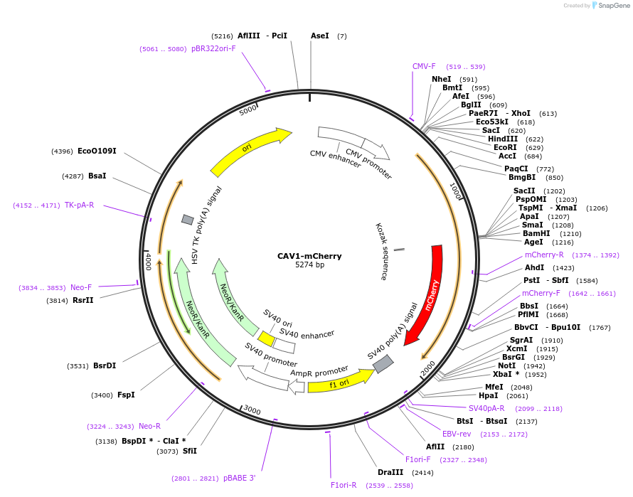 27705-plasmid-map-sequence-id-13009