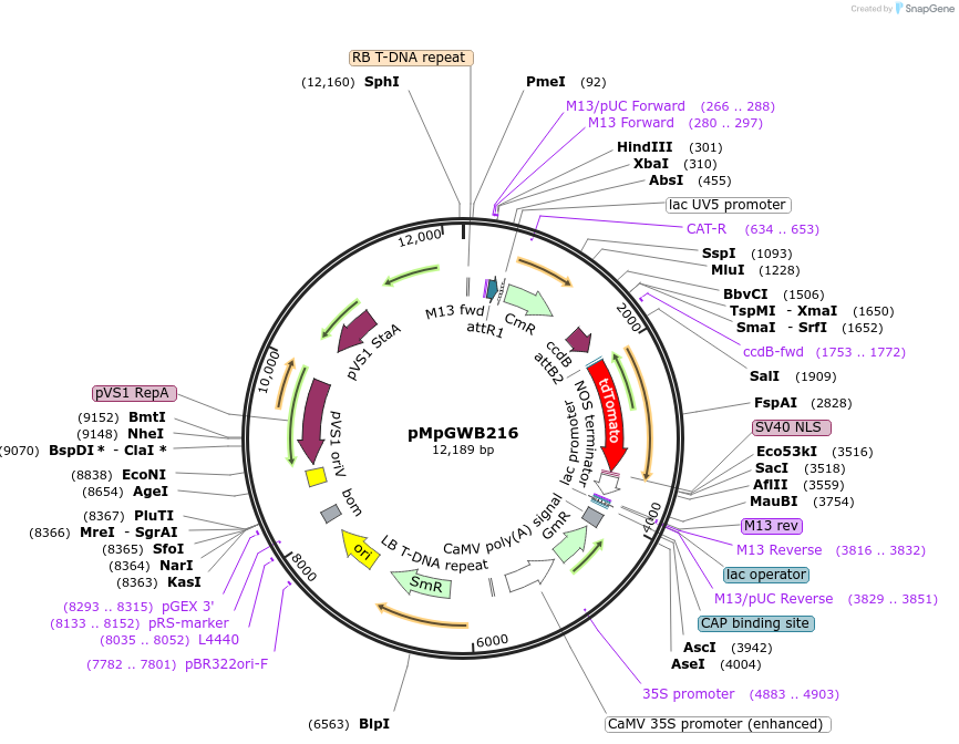 68607-plasmid-map-sequence-id-130097
