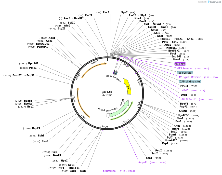 71736-plasmid-map-sequence-id-130104