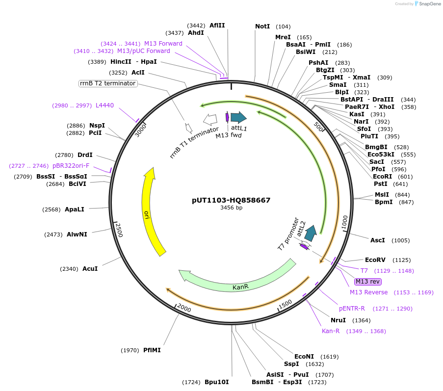 27713-plasmid-map-sequence-id-13017