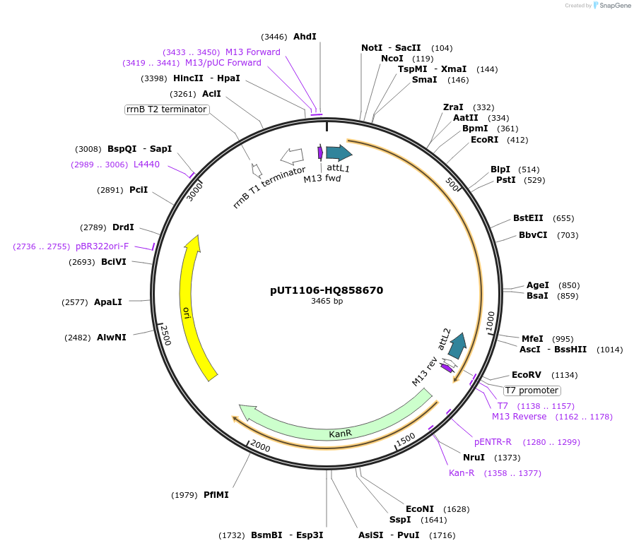 27716-plasmid-map-sequence-id-13020