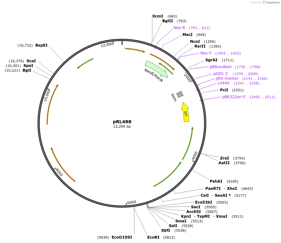70263-plasmid-map-sequence-id-130206