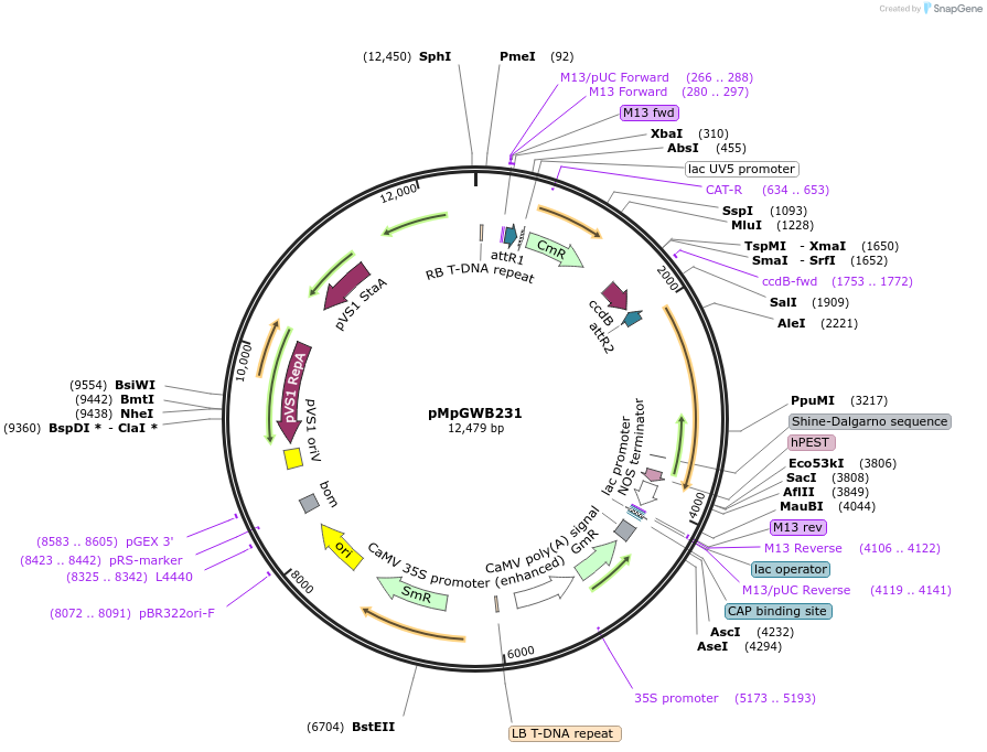 68622-plasmid-map-sequence-id-130211