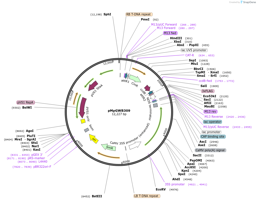 68637-plasmid-map-sequence-id-130224