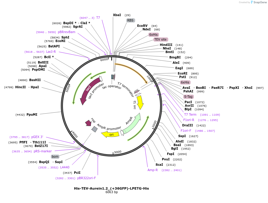 71755-plasmid-map-sequence-id-130233