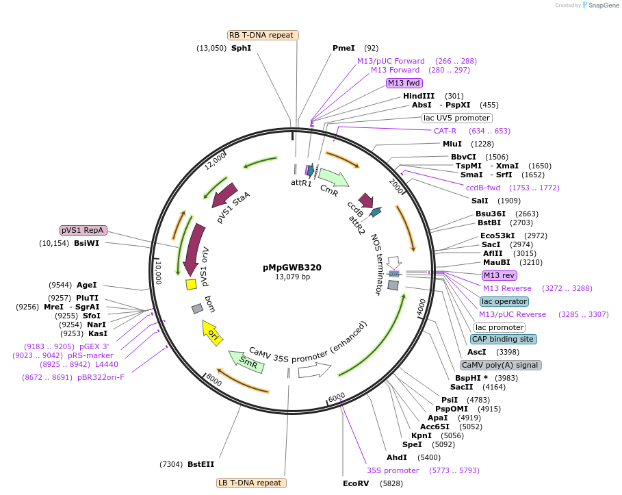 68648-plasmid-map-sequence-id-130258
