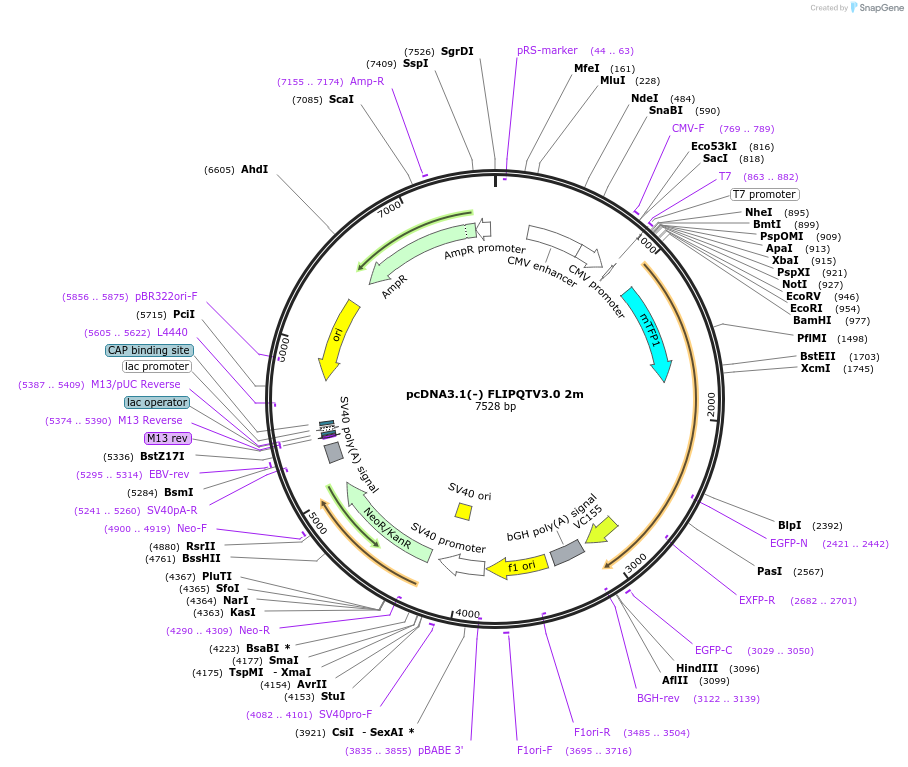 63731-plasmid-map-sequence-id-130335