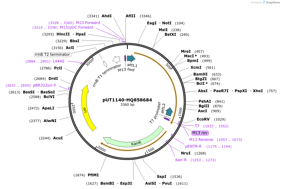 27730-plasmid-map-sequence-id-13034