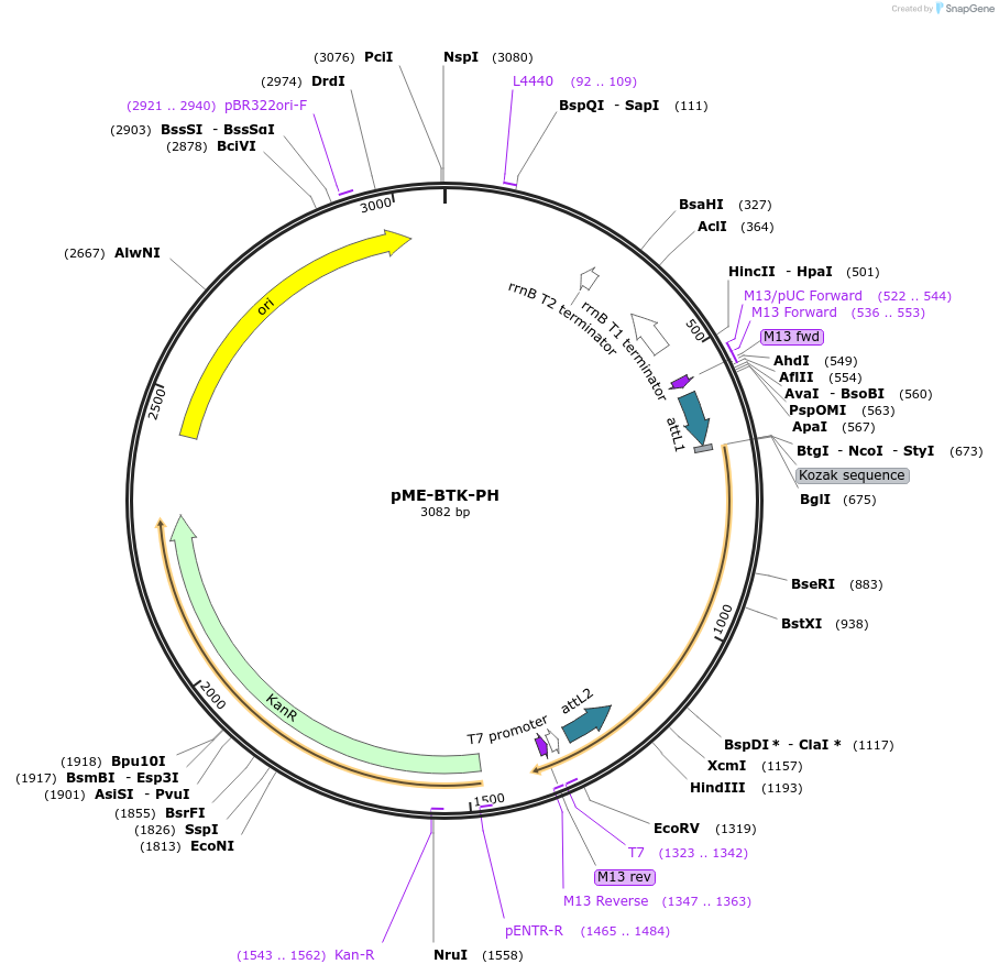 67673-plasmid-map-sequence-id-130349