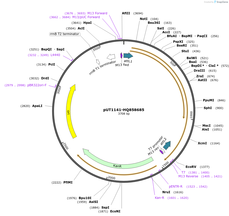 27731-plasmid-map-sequence-id-13035