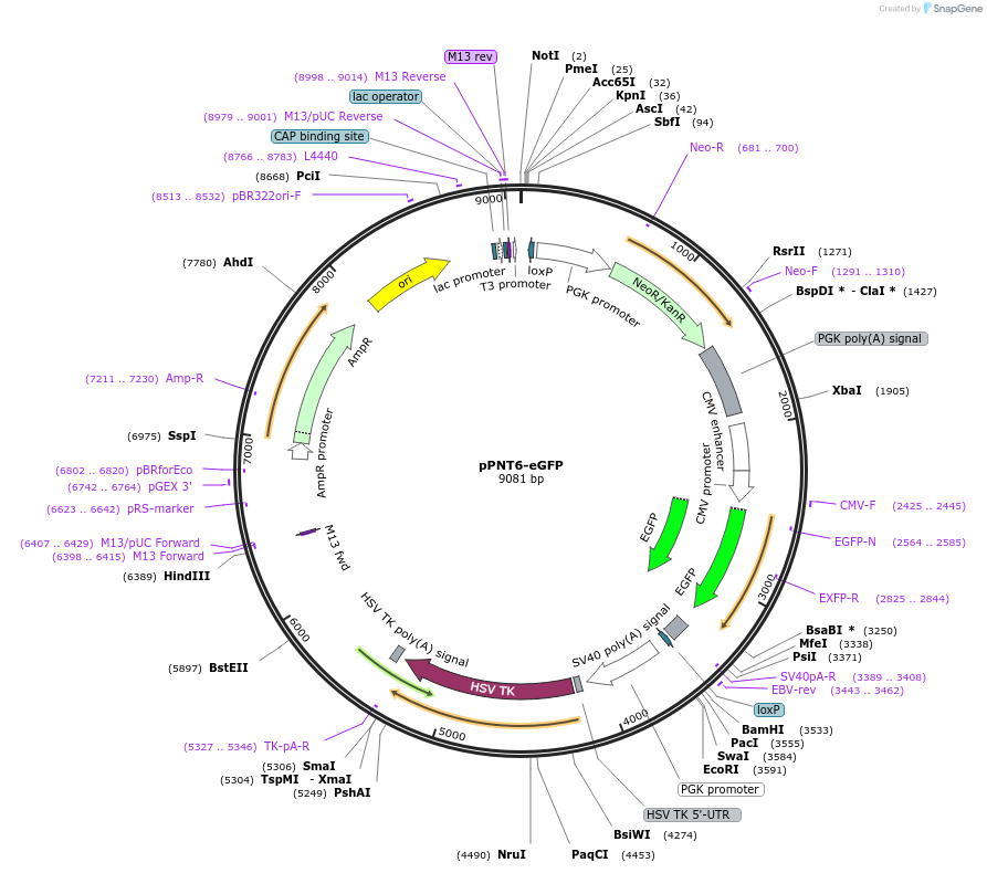 71303-plasmid-map-sequence-id-130367