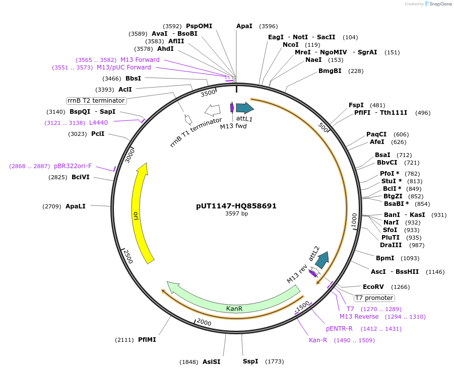27737-plasmid-map-sequence-id-13041