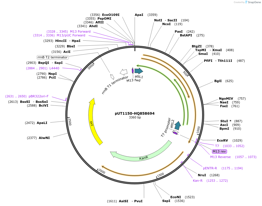 27740-plasmid-map-sequence-id-13044